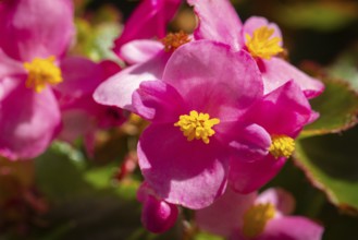 Close-up of vivid pink begonia flowers (Begonia), Neunkirchen, Lower Austria, Austria