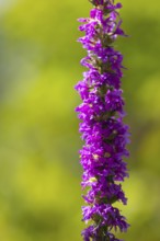 Inflorescence of purple loosestrife (Lythrum salicaria) against a green background, Neunkirchen,