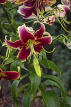 Magnificently coloured flowers of the Turk's cap (Lilium martagon), Neunkirchen, Lower Austria,
