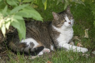 Cat (Felis Catus) lying relaxed in the grass under shady bushes, Ternitz, Lower Austria, Austria