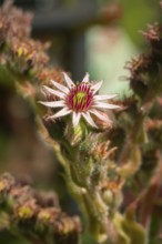 Flowering houseleek (Sempervivum) in close-up in natural surroundings, Neunkirchen, Lower Austria,