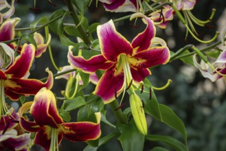 Magnificently coloured flowers of the Turk's cap (Lilium martagon), Neunkirchen, Lower Austria,