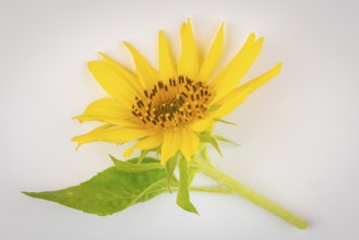 A yellow sunflower (Helianthus annuus) with green leaves on a white background
