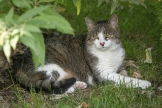 A tabby cat (Felis Catus) lying in a meadow in the shade, Ternitz, Lower Austria, Austria