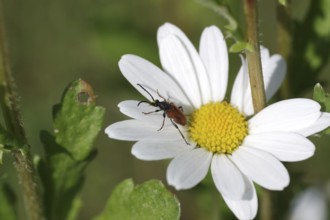 Fairy-ring longhorn beetle (Pseudovadonia livida), insect, daisy, macro, garden, coloured, Germany