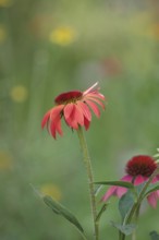 Purple coneflower (Echinacea purpurea), flowering, red-purple, colourful, garden, Germany