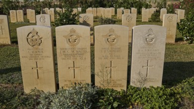 Gravestones in a war cemetery with inscriptions surrounded by flowers and plants in the sunlight,