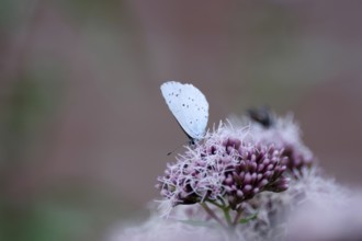 Pale blue (Celastrina argiolus), water azalea, close-up, closed wings, North Rhine-Westphalia,