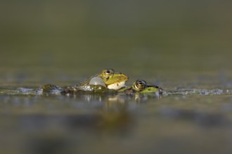 Even when mating and laying eggs, the male water frog (Pelophylax kl. esculentus) can't stop