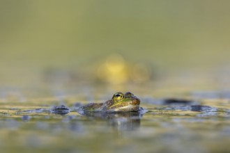 Water frogs (Pelophylax cl. esculentus) do not leave the water immediately after spawning, they are