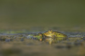 Water frogs (Pelophylax cl. esculentus) during mating, spawning season, Germany