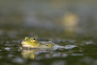 Water frogs (Pelophylax cl. esculentus) are not choosy in their choice of prey, and even smaller