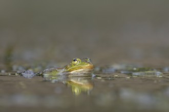 A male water frog (Pelophylax cl. esculentus) observes the competition during the spawning season,