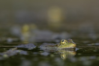 A water frog (Pelophylax kl. esculentus) waiting for prey on the water surface, Germany