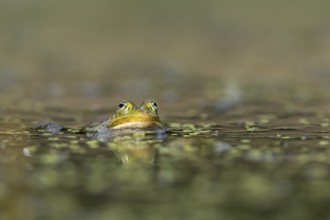 The water frog (Pelophylax kl. esculentus) is well camouflaged between the green floating leaves of