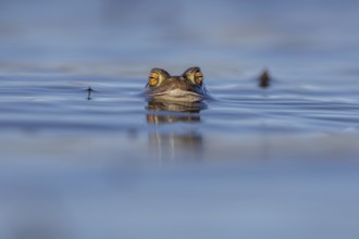 The horizontal, elliptical pupils of the male common toad (Bufo bufo) are an important