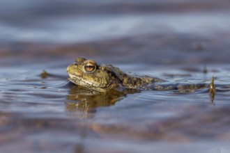 When there are waves, the male common toads (Bufo bufo) waiting for the females have to cling to