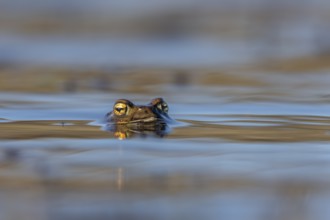 While the male common toads (Bufo bufo) spend several weeks in the spawning waters, the females