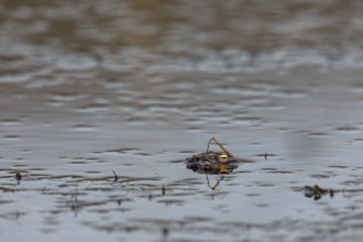 Well camouflaged and floating on the water, a male common toad (Bufo bufo) looks out for females in