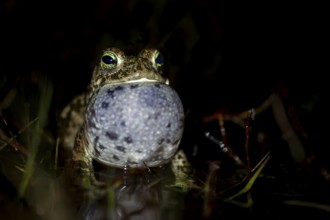 At night, the calls of the natterjack toad (Epidalea calamita) can be heard from up to 2 km away,