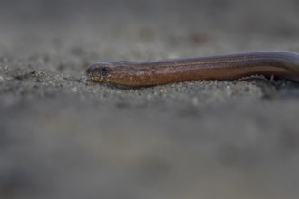 The slow worm (Anguis fragilis) slowly retreats into cover, probably having noticed my presence