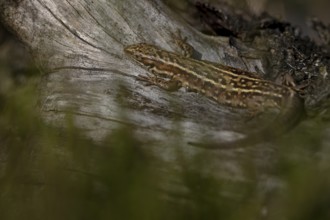 With its flattened belly, the common lizard (Zootoca vivipara) enjoys a sunbath, Denmark