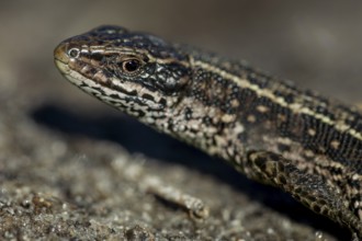 The male forest lizard (Zootoca vivipara) still lacks the orange-coloured belly that the animals