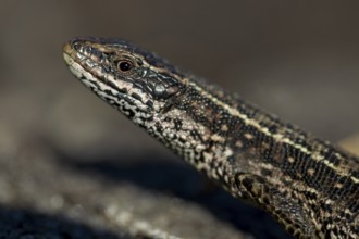 Portrait of a male common lizard (Zootoca vivipara) in early spring, sunbathing, heathland, Denmark