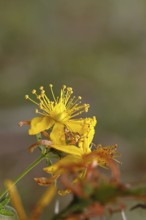 Common St John's wort (Hypericum perforatum), spotted St John's wort or common St John's wort