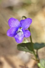 Grove violet (Viola riviniana), blue flower, on the forest floor in a beech forest, spring,