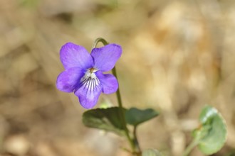 Grove violet (Viola riviniana), blue flower, on the forest floor in a beech forest, close-up,