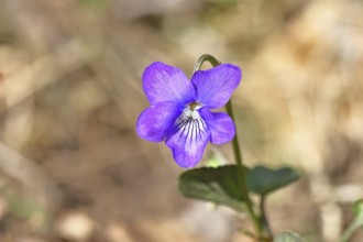 Grove violet (Viola riviniana), blue flower, on the forest floor in a beech forest, spring,