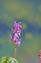 Hollow larkspur (Corydalis cava), inflorescence in a beech forest, spring, Wilnsdorf, North