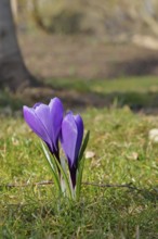 Violet crocus (Crocus neapolitanus), two flowers next to each other, spring, Siegen, North