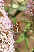 Land carder (Araschnia levana), summer generation, closed wings, underside of wings, on a summer