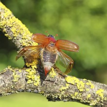 May beetle, wood cockchafer (Melolontha hippocastani), female with spread wings, on a branch