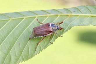 May beetle, wood cockchafer (Melolontha hippocastani), male, on leaf of a horse chestnut (Aesculus