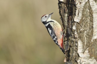 Middle spotted woodpecker (Dendrocopos medius), foraging on the trunk of a common birch (Betula