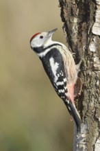 Middle spotted woodpecker (Dendrocopos medius), foraging on the trunk of a common birch (Betula