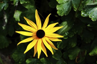 Yellow coneflower (Echinacea paradoxa), yellow flower against a black background, in a garden,