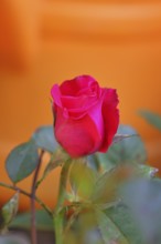 Rose blossom (Rosa sp.), red flower, in a garden, Wilnsdorf, North Rhine-Westphalia, Germany