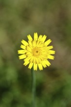 Mouse-ear hawkweed, also known as mouse-eared hawkweed or long-haired hawkweed (Hieracium