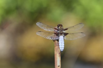 Flat-bellied dragonfly (Libellula depressa), family of damselflies (Libellulidae), male sitting on