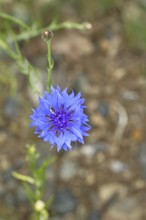 Cornflower (Centaurea cyanus), blue flower at the edge of a field, Wilnsdorf, North