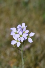 Meadow foamwort (Cardamine pratensis), cuckoo flower, lady's mantle in bloom, Wilnsdorf, North