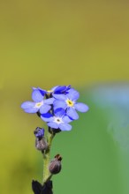 Marsh forget-me-not (Myosotis palustris), true forget-me-not in bloom in spring, close-up,