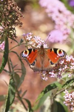 Peacock butterfly (Inachis io) sucking nectar on butterfly bush (Buddleja davidii), in a natural
