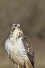 Buzzard (buteo buteo), light-coloured variant, light morph, side view, animal portrait, wildlife,