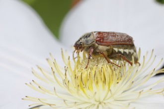 Cockchafer, field cockchafer (Melolontha melolontha), female on a clematis flower, Wilnsdorf, North