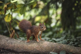 Eurasian squirrel (Sciurus vulgaris), red squirrel stands attentively on a lying tree trunk in the